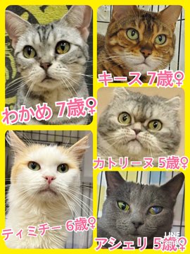 🐾今日の里親様募集中ニャンコ🐱メンバーです🐾2023,2,12【保護犬カフェ天神橋店】